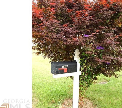 Beautiful Japanese Maple at the mailbox