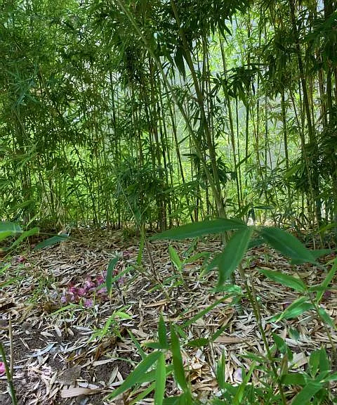 Community trail with bamboo trees: you can do morning walk or afternoon walk