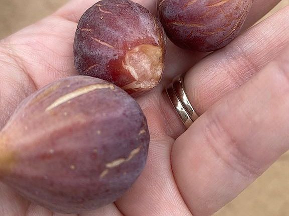 Figs from trees