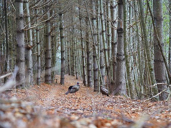 4th image of 0 N Burnt Hill Rd