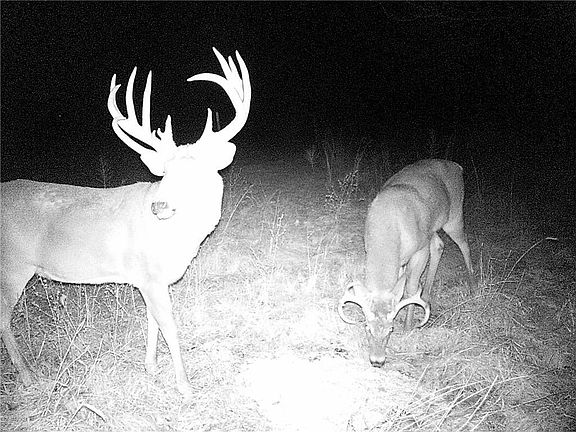 deer captured on trail camera
