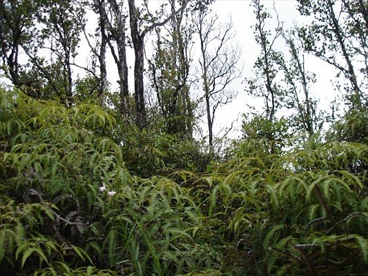 2nd image of 9 Road Koloa Maoli