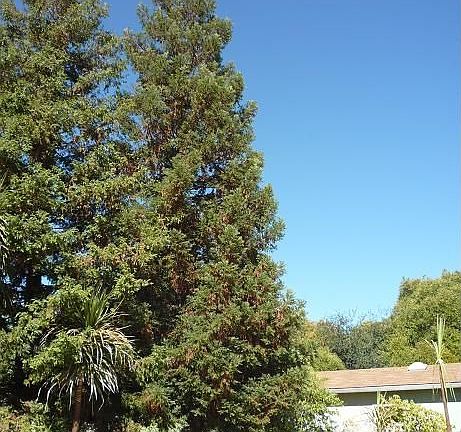 Your own forest for that sylvan retreat to meditate life's joys write or nap