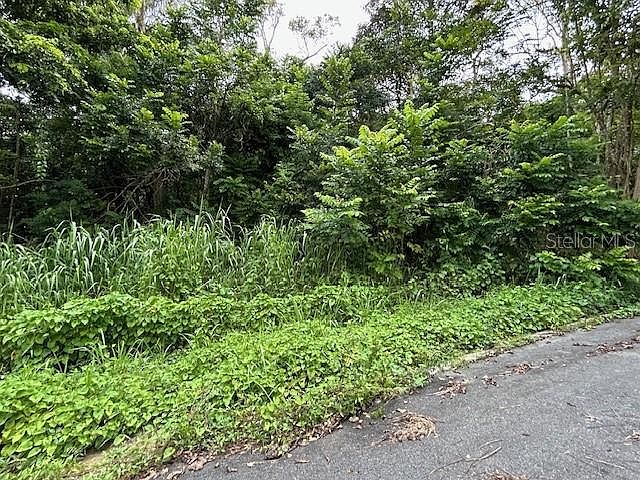 2nd image of Campo Nuevo Azucena 2