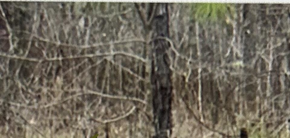 2nd image of 1020 Spring Hill Dr