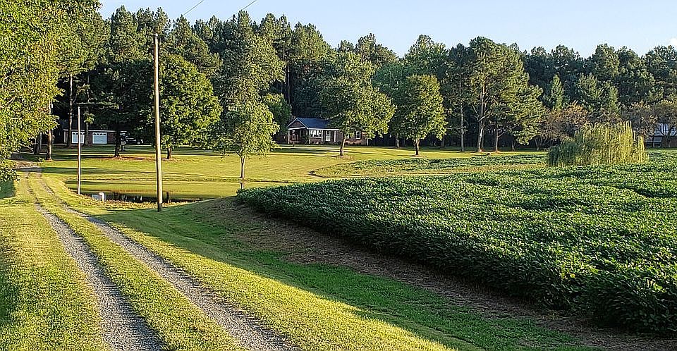 Potential Horse, HEMP Farm