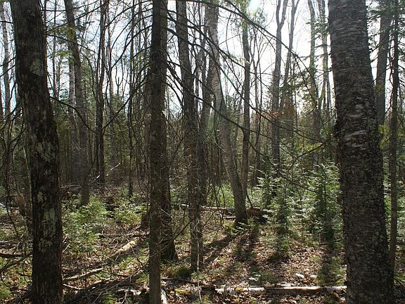 2nd image of Tall Timbers Rd