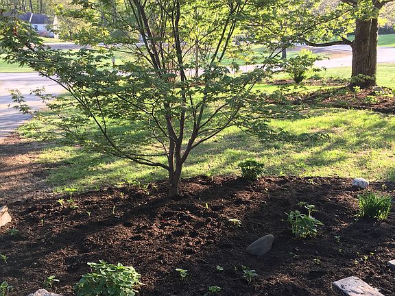 Japanese maple out front.