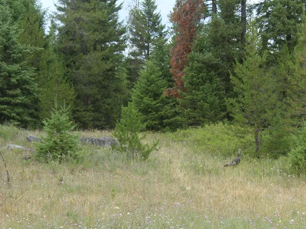 1XX Tennant Rd, Newport, WA 99156