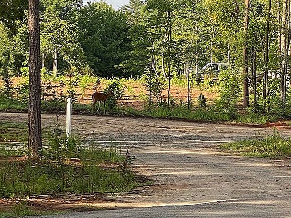 Driveway over the summer