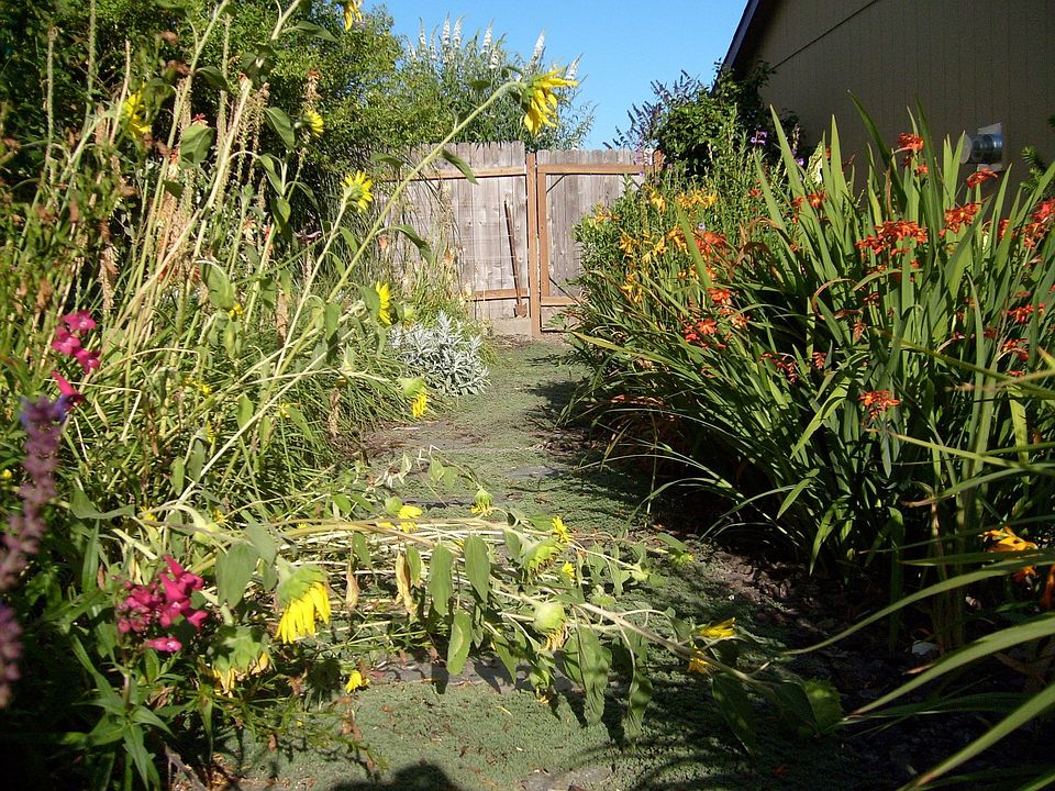 flagstone path leads you through the side yard..
