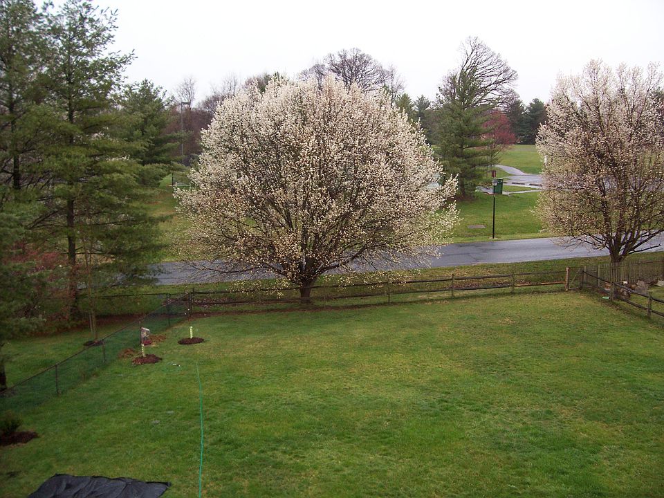 our backyard in the spring