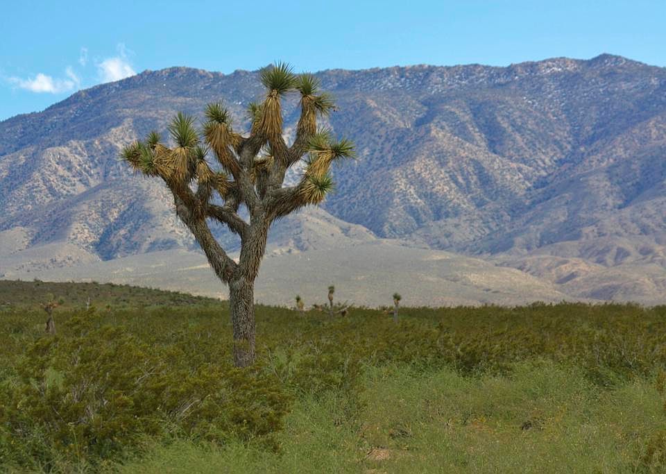 0 Bessemer Mine Rd, Landers, CA 92285 MLS 219109957DA Zillow