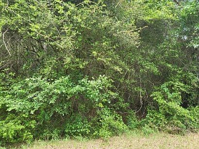 2nd image of 7384 Magnolia Ln