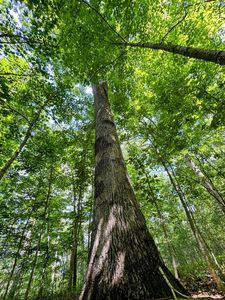 Pleasant Valley Rd, Vinton, OH, 45686