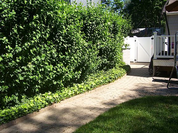 9ft high bush gives privacy