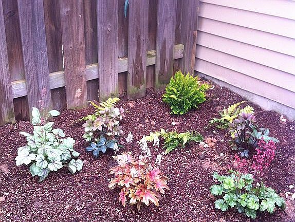 Back yard landscaping3