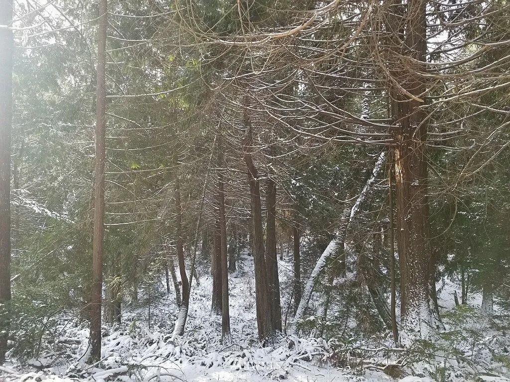 0 XX S Fallen Leaf Lane photo 1