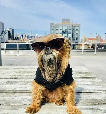 Rented by REAL New York | media 49