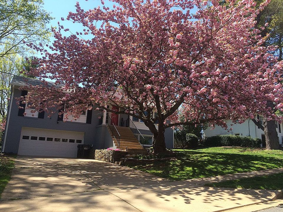 Cherry blossom tree in bloom