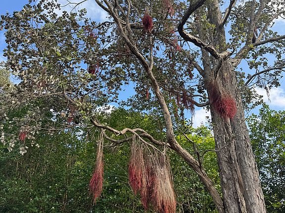 4th image of 75-1300 Keopu Mauka Dr #8
