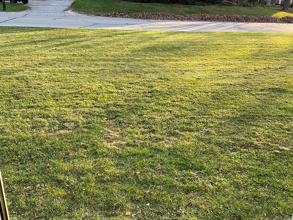 Side yard