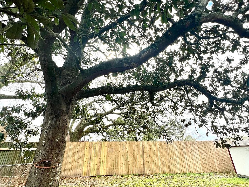 Beautiful tree