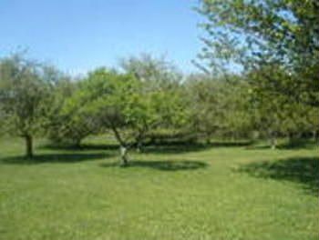 nice little orchard for that fresh fruit we used to remember, not from the store.