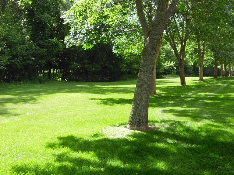 Silver Pines — Photo 15