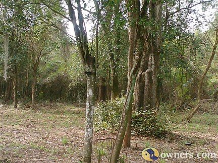 3.75 acres Lot is no longer trim down