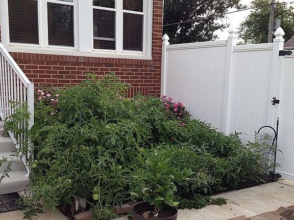 Organic veggie garden