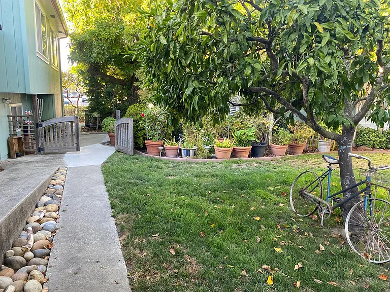 Lawn area and prolific Mandarin Orange tree.