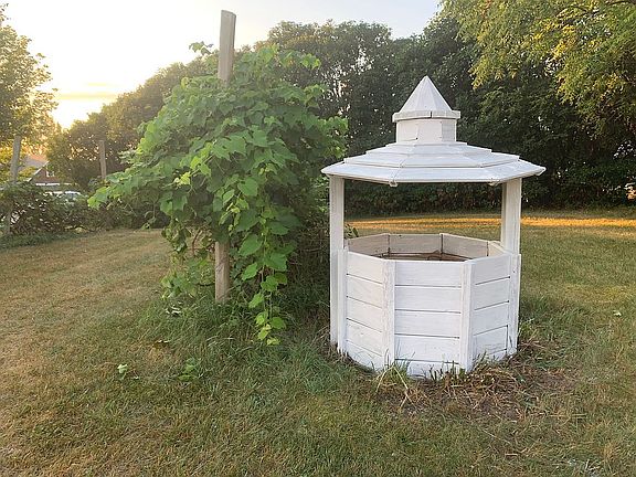 Grape vine in front yard