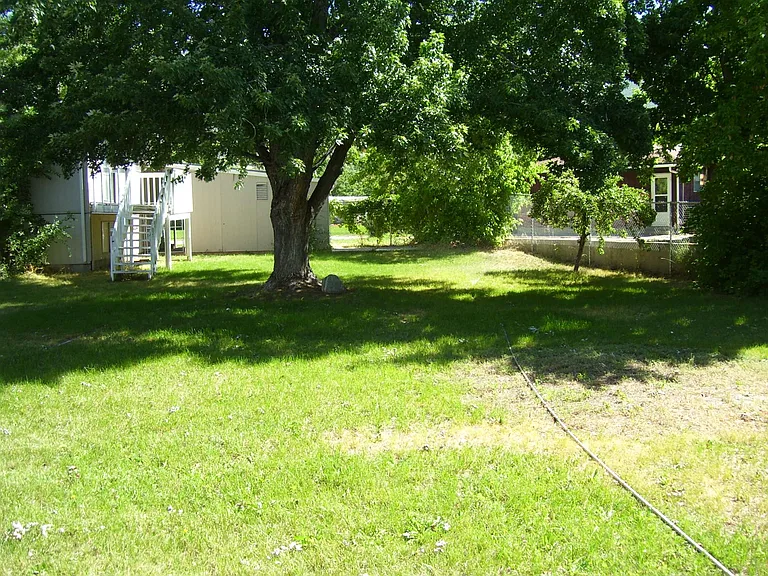 Backyard. Shade tree with shed and sprinkler system