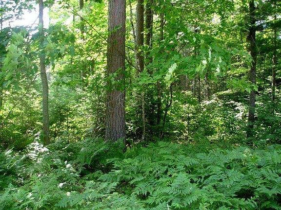 5th image of Deerskin Rd Lot 3