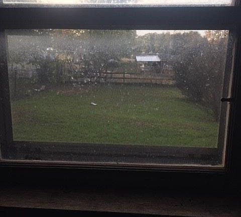 back yard