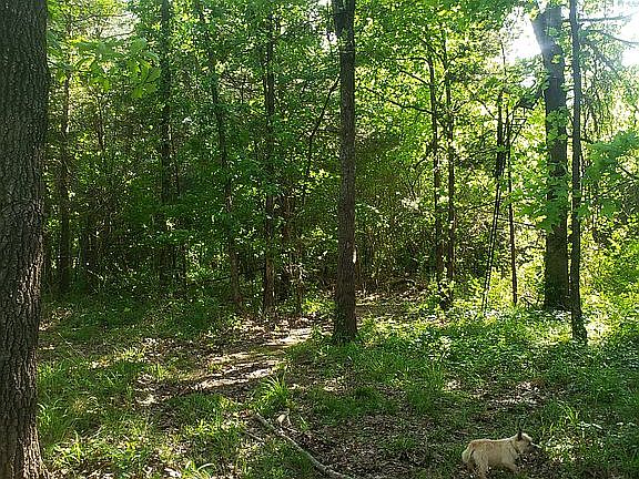 2nd image of 134 Whitley Ln
