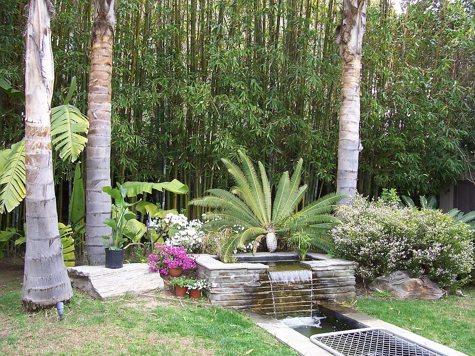 Palm trees, waterfall, pond