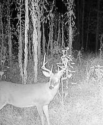 5th image of 187 Slygo Rd