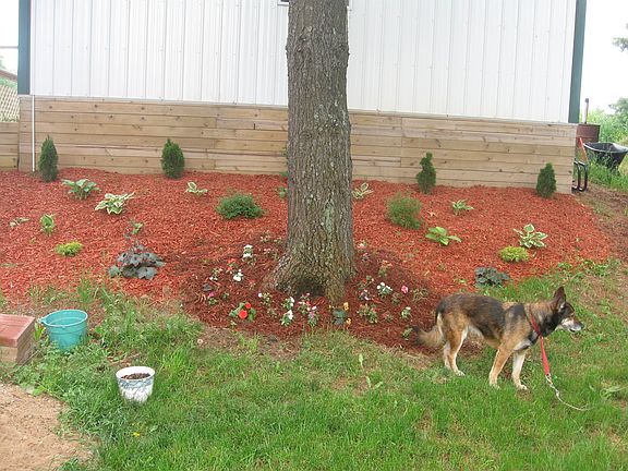 North side of garage new  landscaping