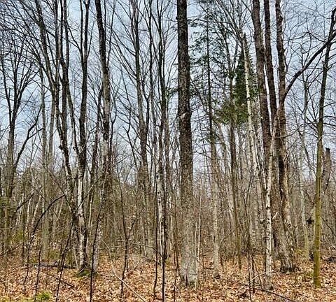 2nd image of S Trillium Ln