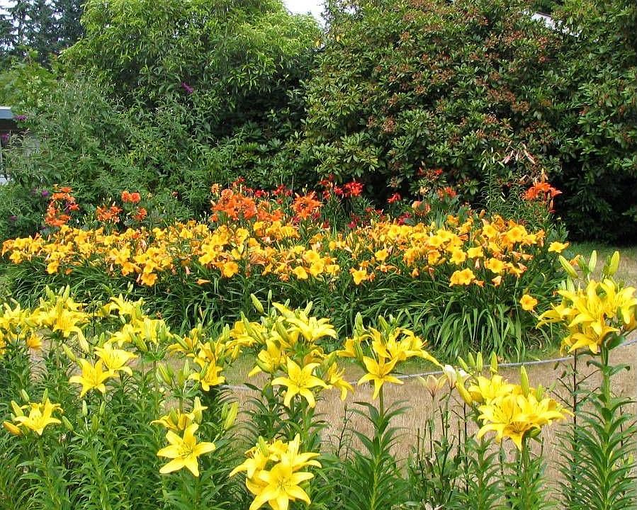 Front Yard Lillies