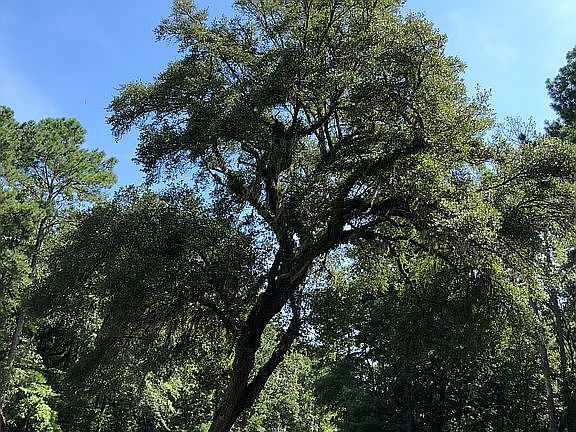 True low-country beauty!!