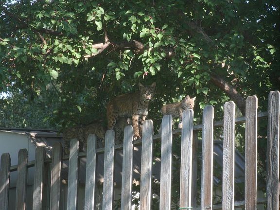 Bobcats in the backyard