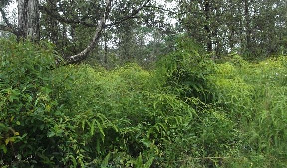 5th image of Lehua Dr Lot 401