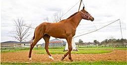 YOUR HORSES WILL LOVE IT!