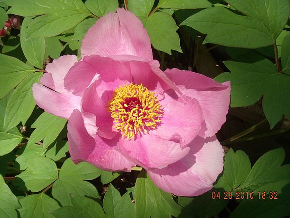 ...the tree peony...