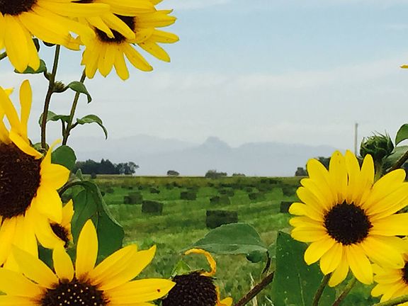 8 acre alfalfa field