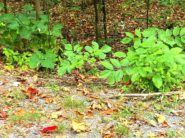 Willow Ln, Mount Jackson, VA 22842