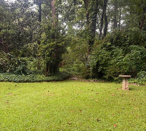 Beautiful backyard.